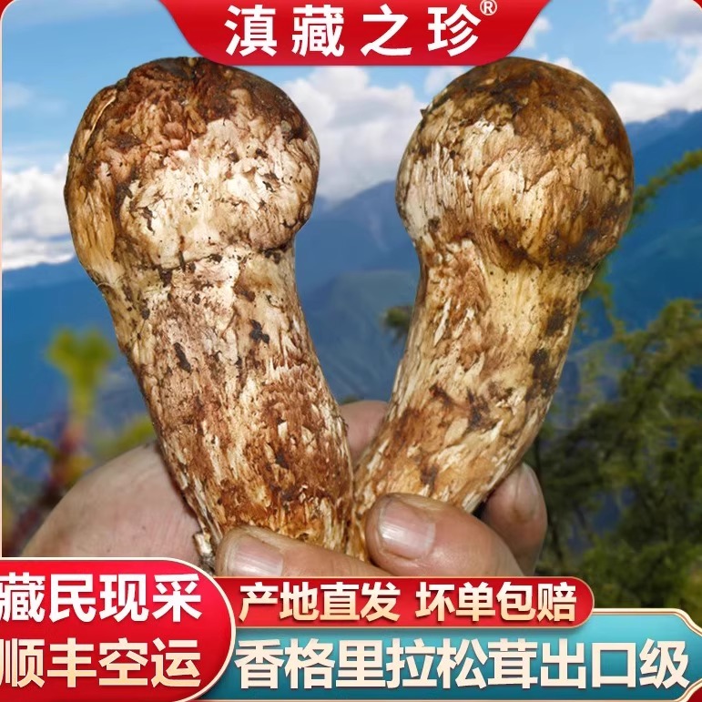 2025年新鲜松茸云南特产野生菌正宗香格里拉产地直发不开伞出口级
