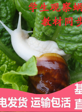 白玉蜗牛活体宠物学生科学实验观察套装餐大型蜗牛带饲料可产卵蛋