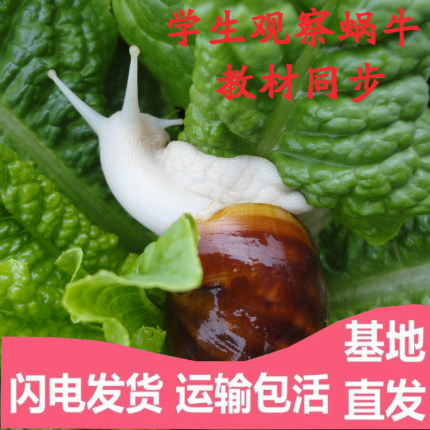 白玉蜗牛活体宠物学生科学实验观察套装餐大型蜗牛带饲料可产卵蛋
