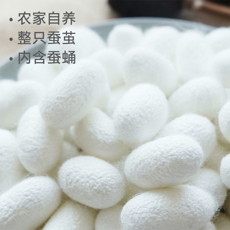 壳烘干蚕茧蚕茧彩绘DIY手工带完整蚕蛹抽丝展示蚕茧扇天然桑蚕丝