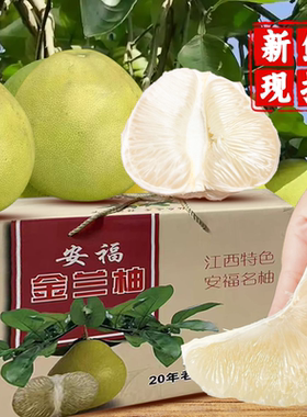 25江西吉安福蚕子新鲜水果白心金兰柚井冈山甜蜜药柚子老树原产地