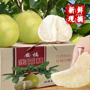 25江西吉安福蚕子新鲜水果白心金兰柚井冈山甜蜜药柚子老树原产地
