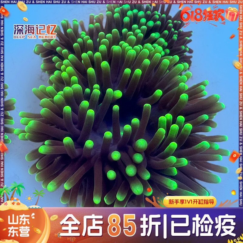 【深海记忆】星空葵海缸软体观赏生物小丑鱼共生海葵珊瑚新手易养