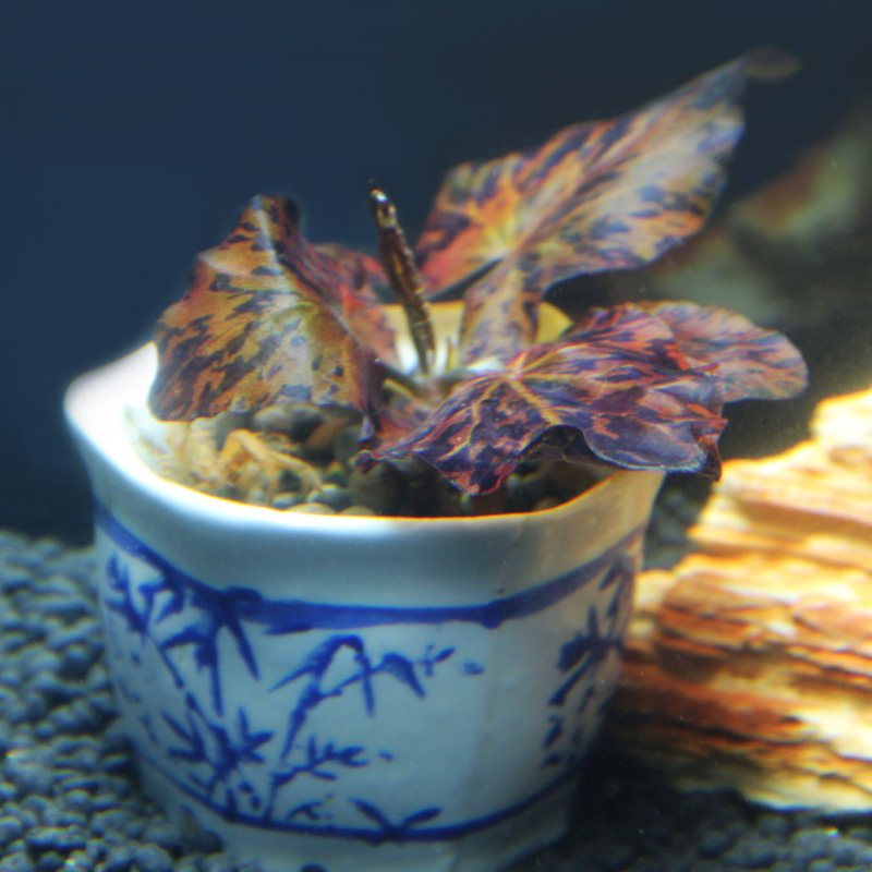 虎斑睡莲红虎真水草植物鱼缸造景水草