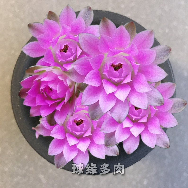 【球缘多肉】丽蛇丸  丽蛇实生仙人球 裸鄂属 稀有易开花大花品种