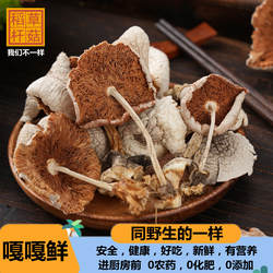 新鲜稻草菇500g餐饮酒店商用香菇煲汤黎川农家草菇土特产干货批发