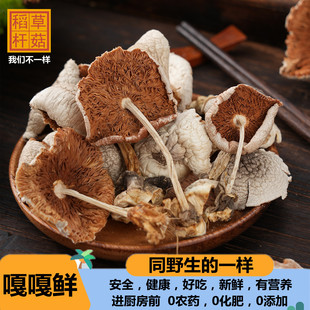 新鲜稻草菇餐饮酒店商用香菇煲汤黎川杆菇农家草菇土特产干货批发