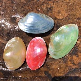 天然贝壳海螺珍珠蛤珍珠蚌壳绿色彩色扇贝家居装饰品水族鱼缸造景