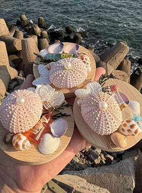 海洋风海胆壳冰箱贴天然贝壳