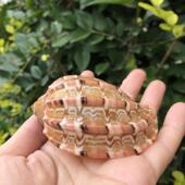 天然海螺贝壳琵琶螺杨桃螺寄居蟹卷贝鱼专用壳鱼缸造景装 饰品摆件