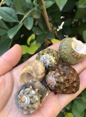 天然贝壳海螺七星绿色卷贝鱼小