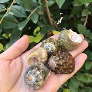 天然贝壳海螺七星螺绿色鱼缸造景装饰品卷贝鱼寄居蟹壳替换壳小