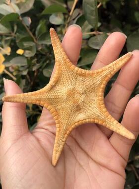 天然海螺贝壳海星摆件寄居蟹