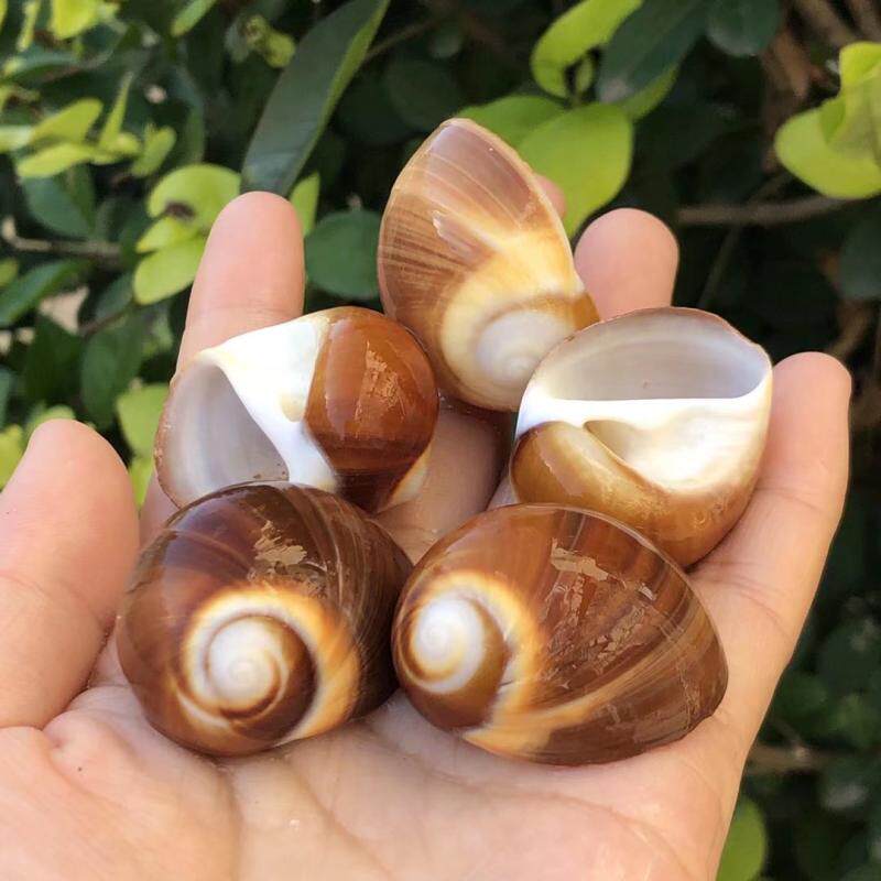 天然贝壳海螺蜗鸟蛤猫眼螺蜗牛螺标本螺鱼缸水族装饰寄居蟹替换壳