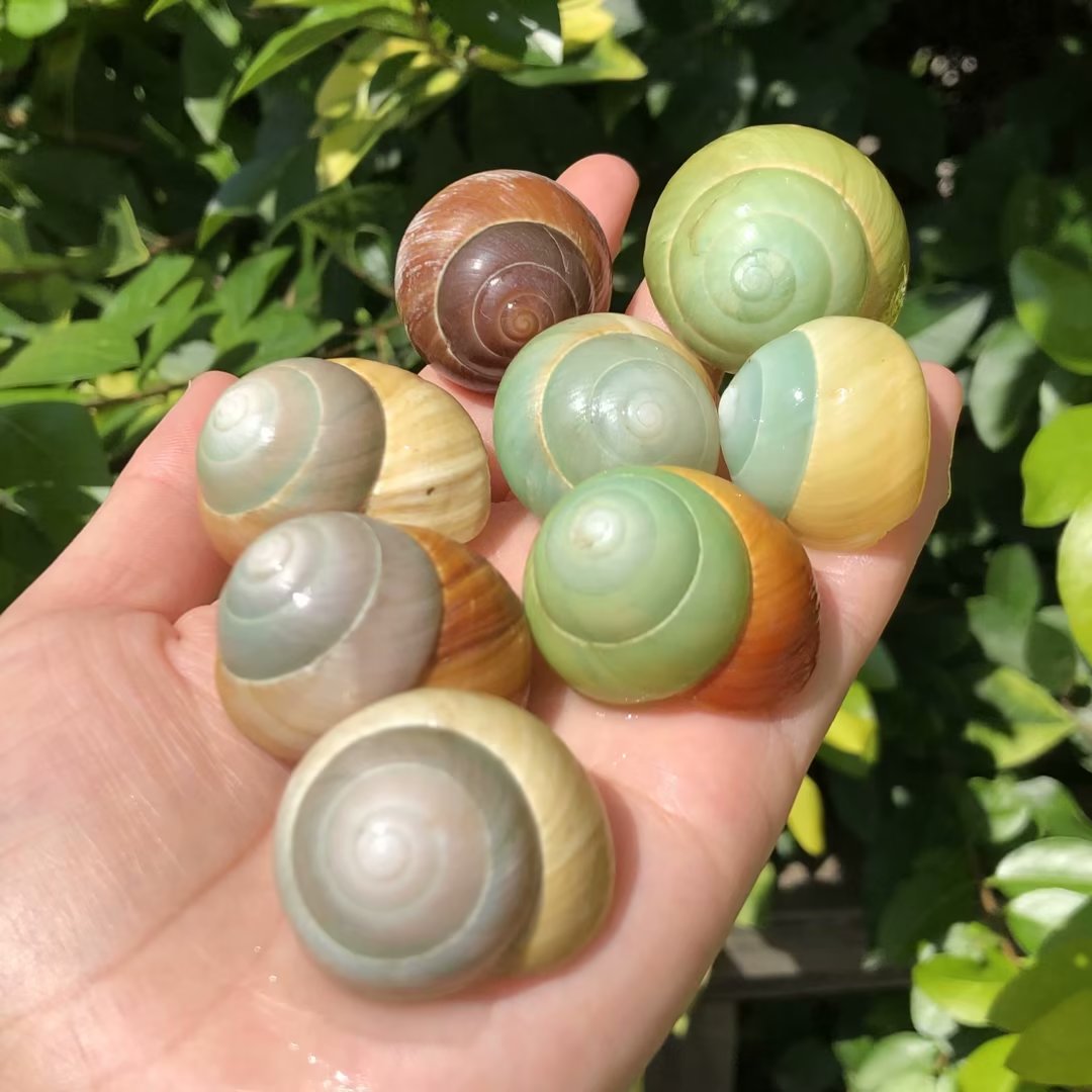 天然贝壳海螺寄居蟹替换壳