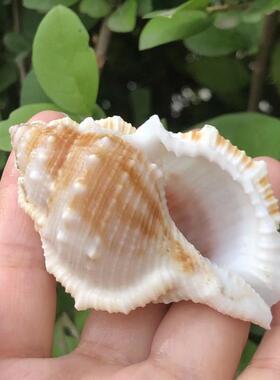 海参螺天然贝壳海螺造景创意幸运