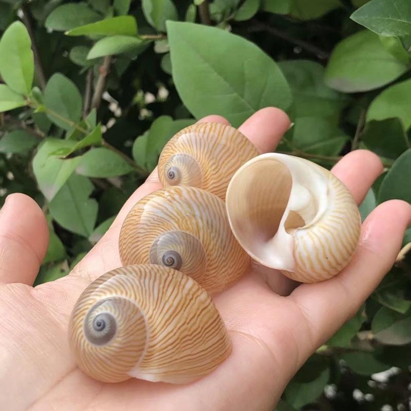 天然海螺贝壳鸟蛋蜗牛螺金丝玉螺标本螺鱼缸水族造景寄居蟹替换壳