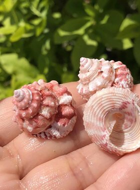 天然海螺贝壳塔螺寄居蟹替换壳