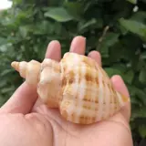 Натуральная раковина белая ароматная улитка рыбака аквариум украшения украшения домашний краб