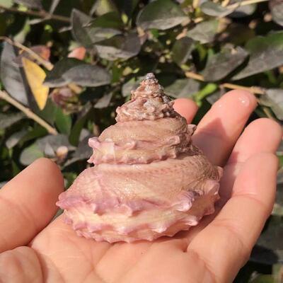 塔螺天然贝壳海螺寄居蟹替换壳卷鱼贝房子角星螺鱼缸水族装饰造景