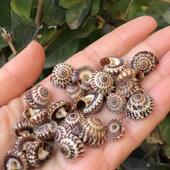 天然贝壳海螺草帽螺车轮螺迷你寄居蟹替换壳鱼缸水族造景装 饰家居