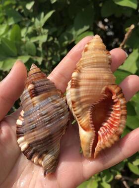 天然贝壳海螺香螺黑色