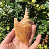 饰地中海装 天然海螺贝壳金斧火炬凤凰螺鱼缸地台装 饰收藏标本 包邮