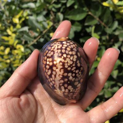 龟甲鱼缸造景家居收藏海螺贝壳