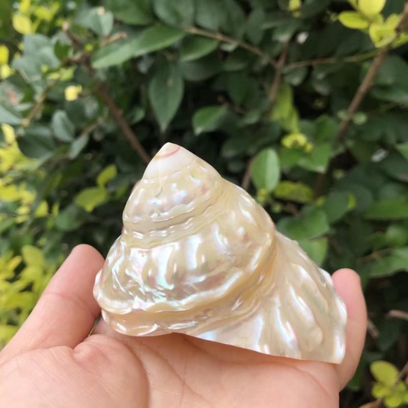 天然海螺贝壳珍珠塔螺荧光螺白色海螺家居收藏摆件鱼缸造景装饰