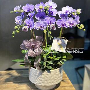 年宵花马卡龙蝴蝶兰真花高档盆栽送领导鲜花速递上海同城小时达