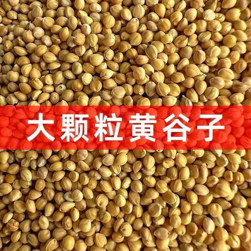 大粒黄谷子鸟食一等谷子2025年新粮包邮玉鸟鹦鹉玄风鸟粮真空包装