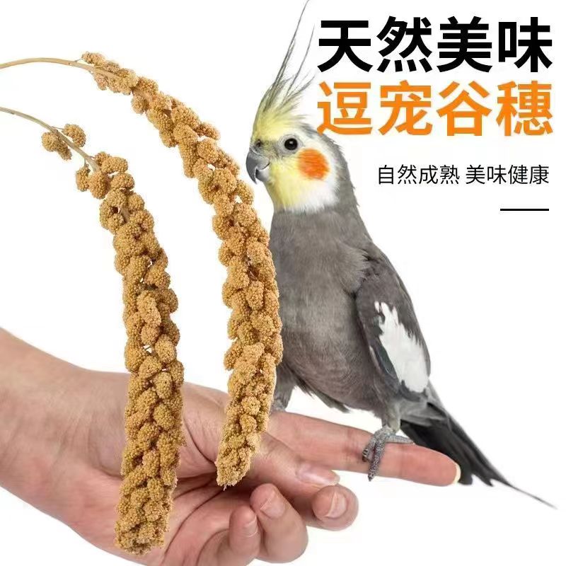当年谷穗约30厘米左右鹦鹉学吃包邮新谷穗包邮清仓