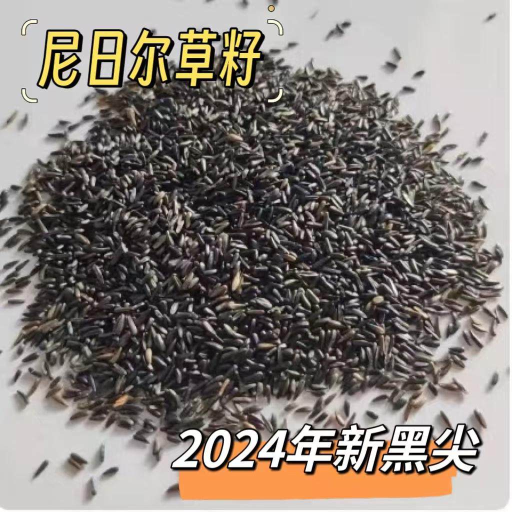 进口黑尖粟鸟食玉鸟料促进繁殖营养价值高尼尔日草籽鹦鹉真空包装,宠物/宠物食品及用品,鸟食,淘宝优惠券,粉丝福利购,淘宝优惠卷