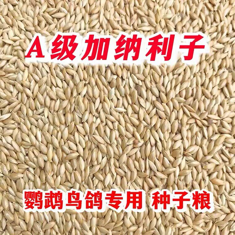 白尖鸟粮加纳利子【2025年】新粮 包邮 鹦鹉玉鸟丝雀小粒真空包装