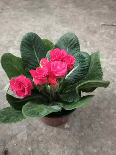 重瓣报春花冬季盆栽迎春花耐寒易养带花包邮昆明基地发货