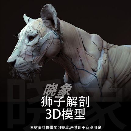 完全动物解剖 四足动物猛兽模型狮子身体结构解剖肌肉骨骼 3D模型