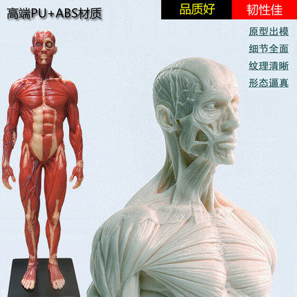 PU医用绘画素描临摹胸像CG参考艺用人体肌肉头骨骼解剖模型美术