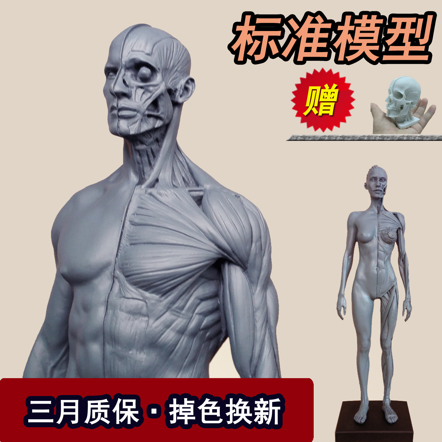30cm人体肌肉解剖模型送肌肉头