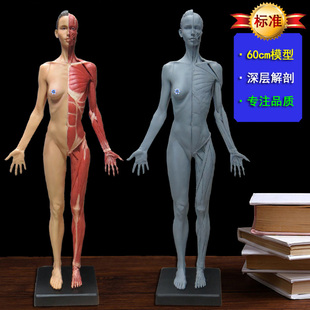 60cm女艺用人体肌肉骨骼解剖结构仿真模型美术生健身雕塑医用绘画