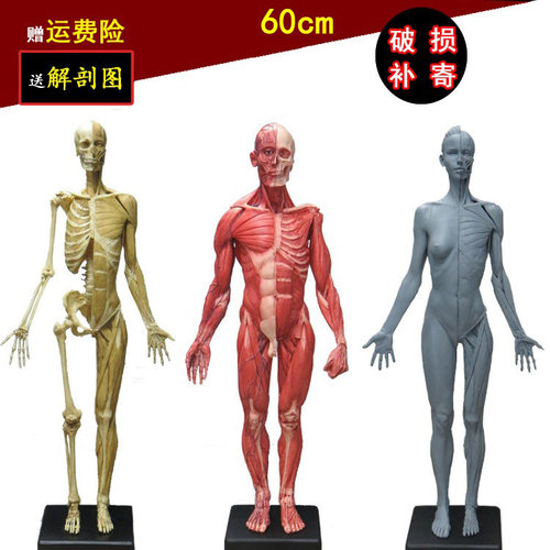 60cm雕塑艺用人体肌肉骨骼解剖结构模型石膏玩具美术医用参考绘画 - 封面