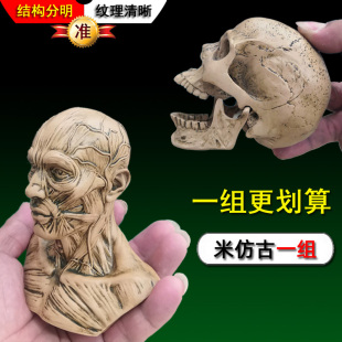 艺用人体肌肉骨骼解剖结构模型石膏头像骷髅头骨玩具美术绘画参考