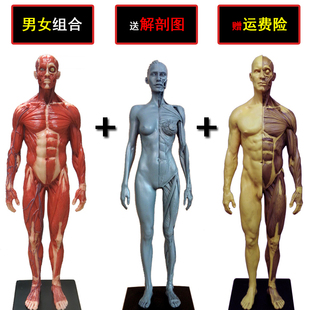 30cm医用绘画CG参考石膏雕像艺用人体肌肉骨骼解剖结构模型美术生