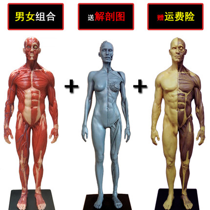 30cm医用绘画CG参考石膏雕像艺用人体肌肉骨骼解剖结构模型美术生