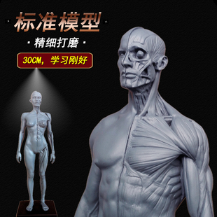 绘画3D参考雕塑CG头骨医学艺用人体肌肉骨骼解剖结构模型美术生