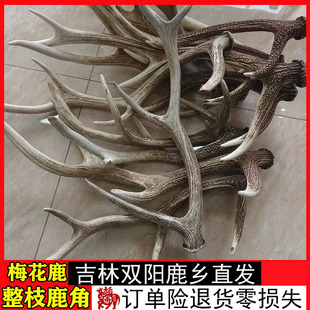 梅花鹿鹿角整枝 整根整只 摆件工艺品吉林梅花鹿双阳鹿乡原材熬胶
