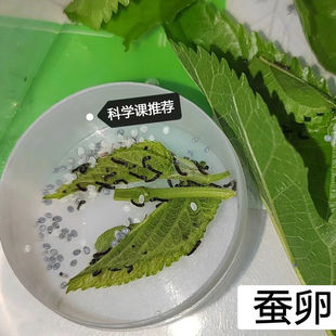 蚕宝宝蚕卵学生养蚕蚕种子天然彩色科学课彩色茧蚕丝扇蚕茧吃桑叶