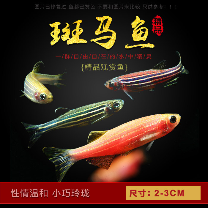 彩色斑马鱼小型灯鱼观赏鱼蓝斑马鱼群游鱼活体热带鱼草缸灯科鱼