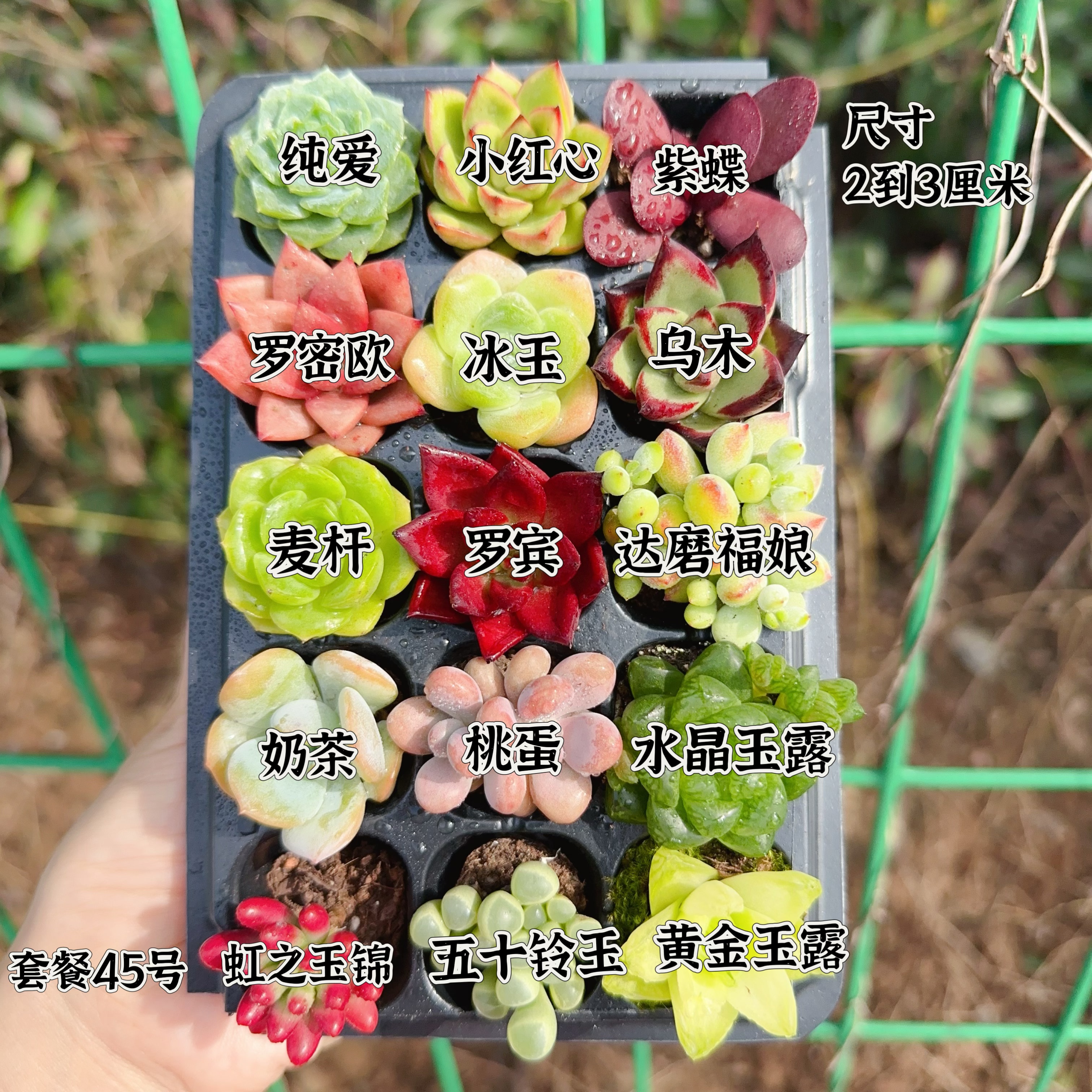 【编号45号套餐专拍链接】15颗多肉套餐 小苗2-3厘米