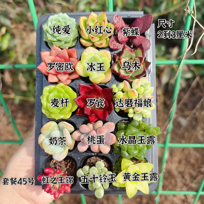 【编号45号套餐专拍链接】15颗多肉套餐 小苗2-3厘米