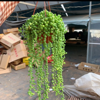 佛珠 八角盆 9厘米 多肉植物 多肉 垂钓植物 桌面盆栽